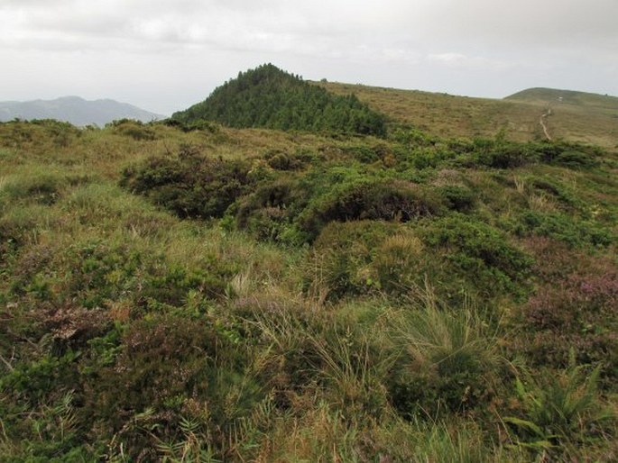 Juniperus brevifolia