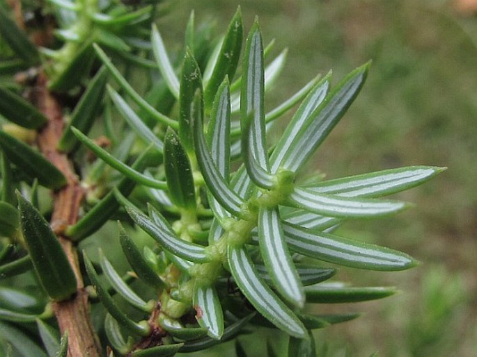 Juniperus brevifolia