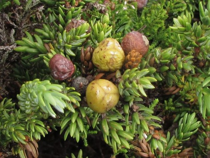 Juniperus brevifolia