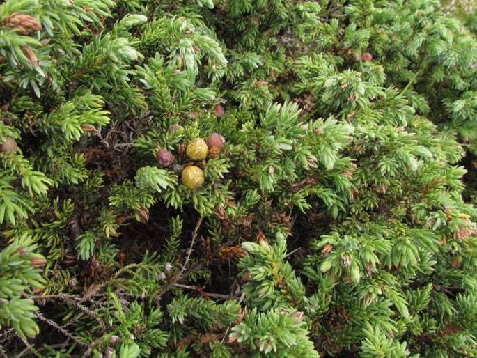 Juniperus brevifolia