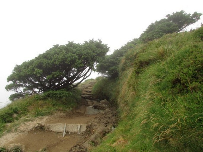 Juniperus brevifolia