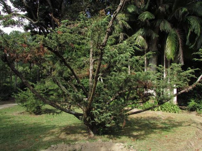 Juniperus brevifolia