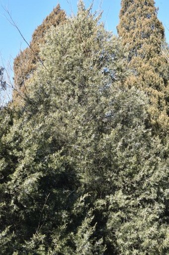 Juniperus chinensis