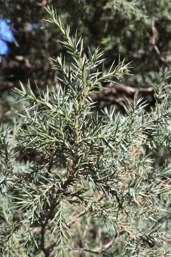 Juniperus chinensis