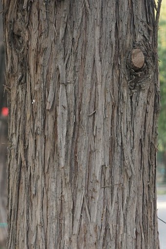 Juniperus chinensis