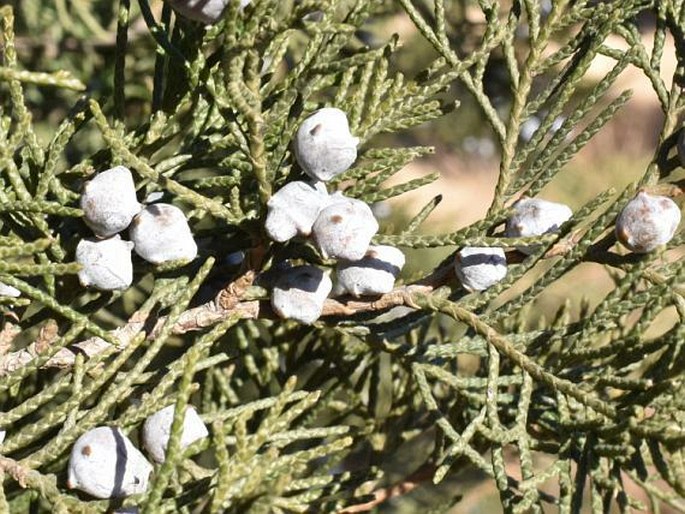 Juniperus chinensis