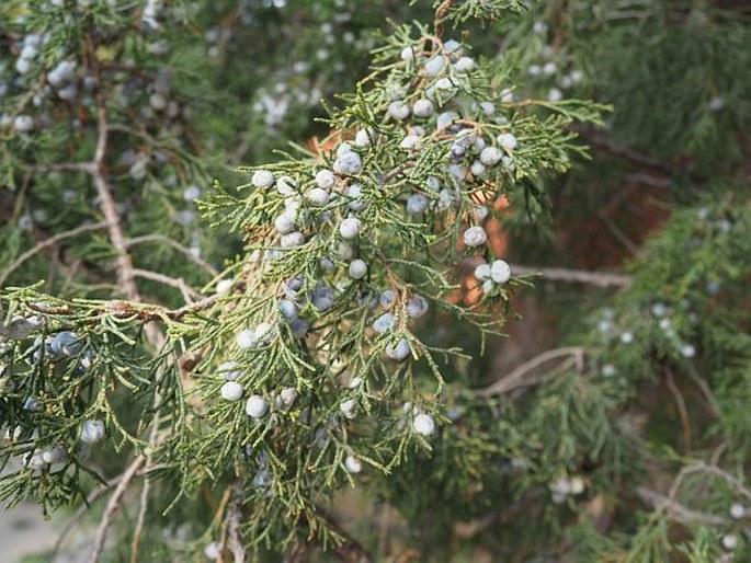 Juniperus chinensis