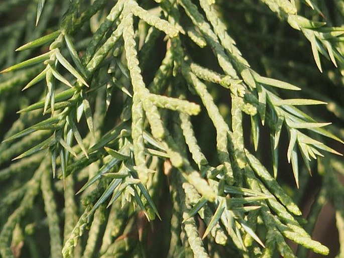 Juniperus chinensis