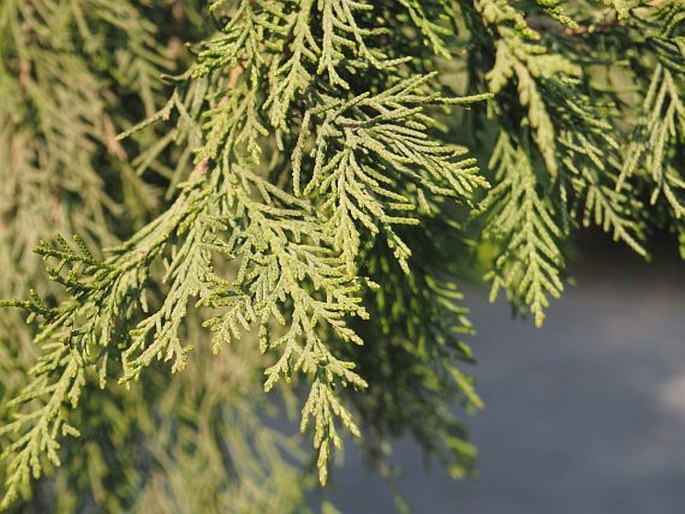 Juniperus chinensis