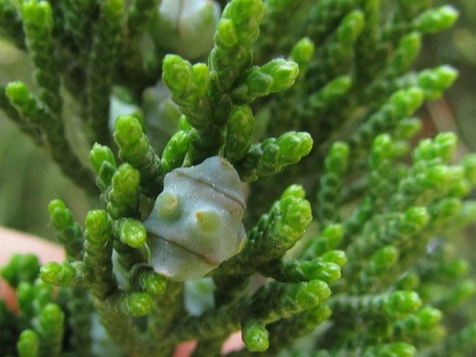 Juniperus chinensis