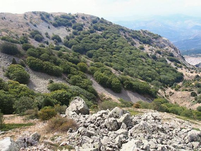 Juniperus communis subsp. hemisphaerica