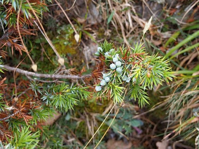 Juniperus communis subsp. hemisphaerica