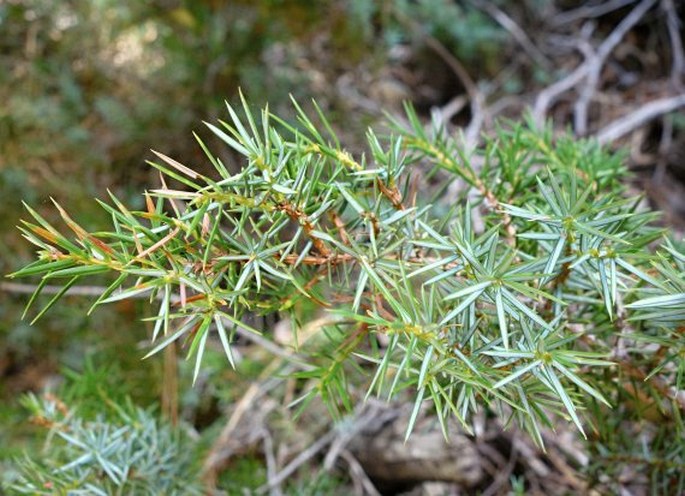 Juniperus communis subsp. hemisphaerica