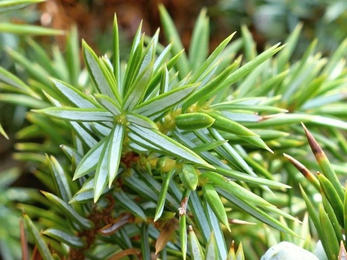 Juniperus communis subsp. hemisphaerica