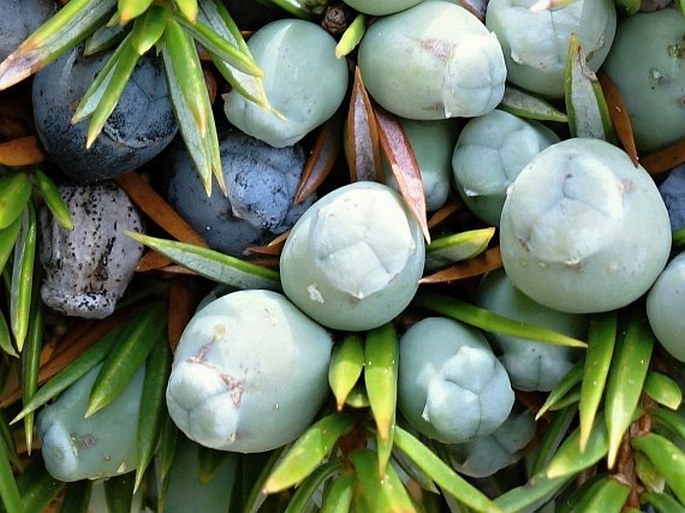 Juniperus communis subsp. hemisphaerica