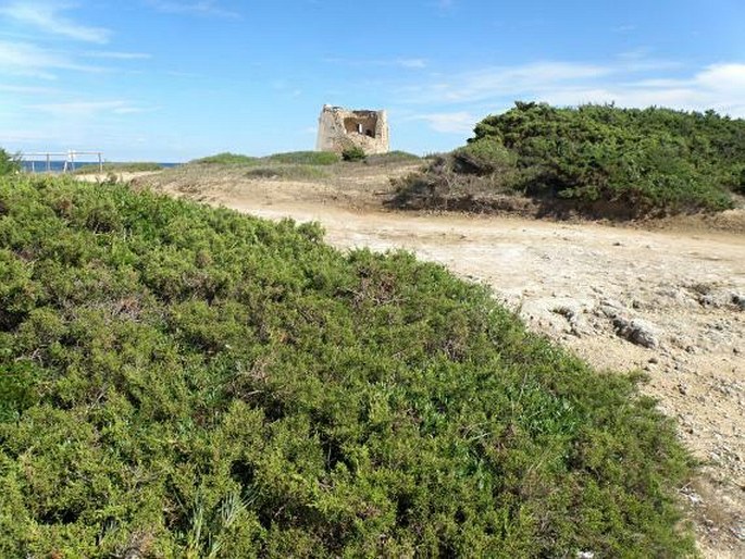 Juniperus macrocarpa