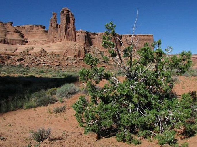 Juniperus osteosperma