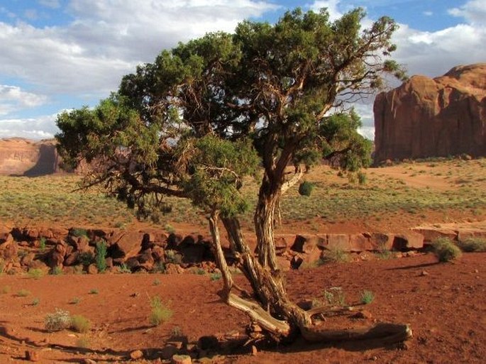 Juniperus osteosperma