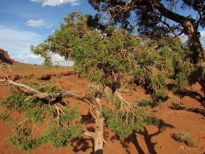 Juniperus osteosperma