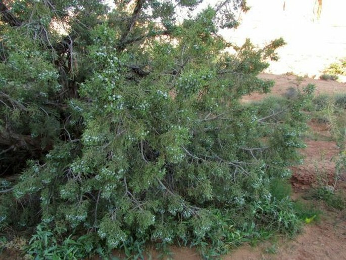 Juniperus osteosperma