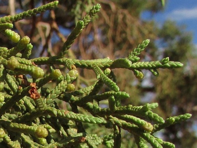 Juniperus osteosperma