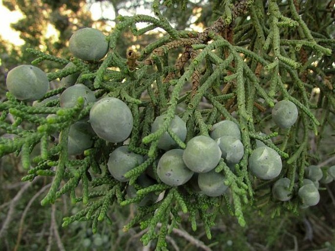 Juniperus osteosperma