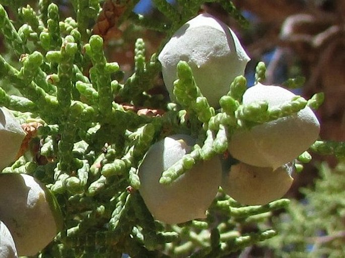 Juniperus osteosperma