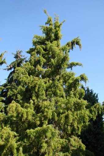 Juniperus rigida