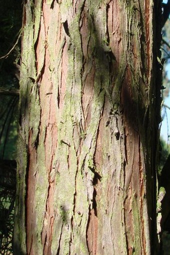 Juniperus rigida