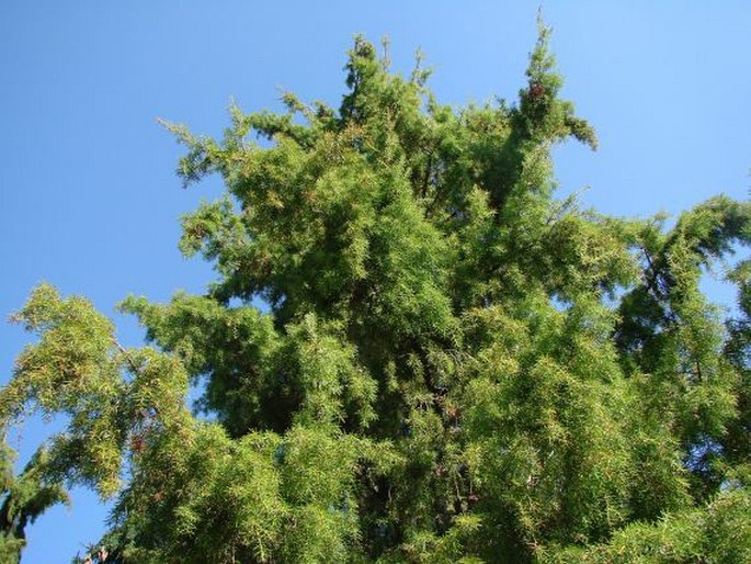 Juniperus rigida