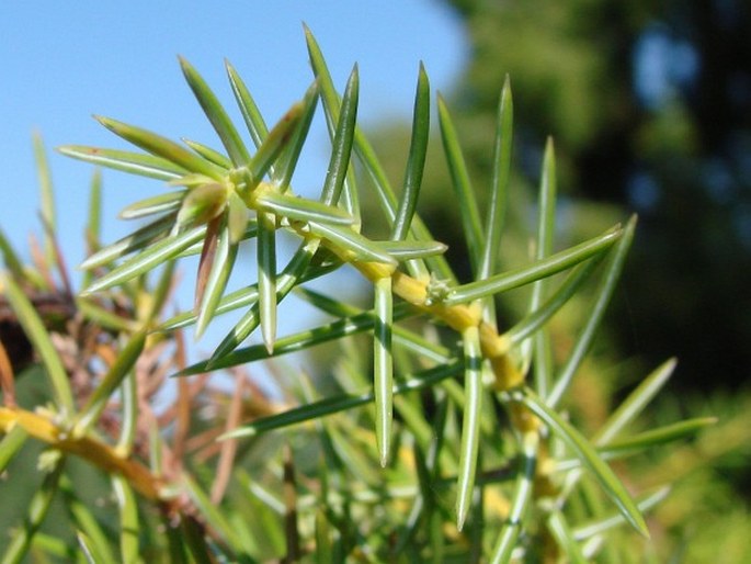 Juniperus rigida