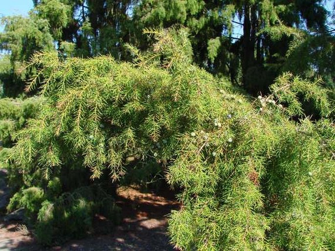 Juniperus rigida