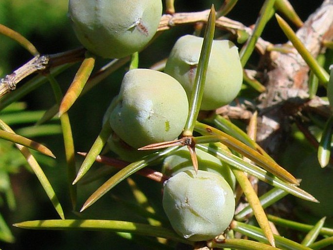 Juniperus rigida