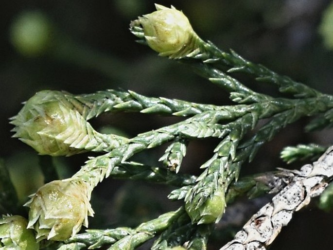 Juniperus thurifera