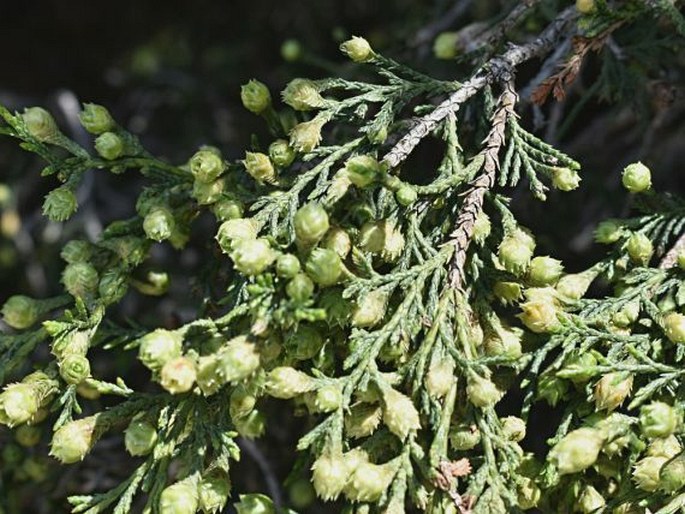 Juniperus thurifera