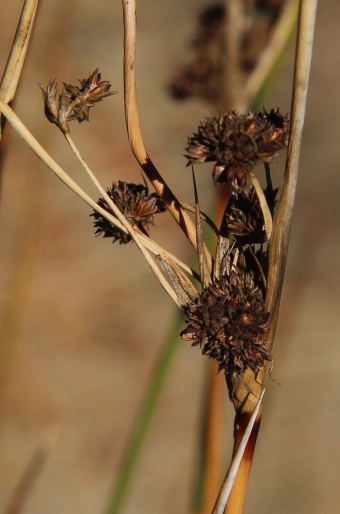 Juncus littoralis