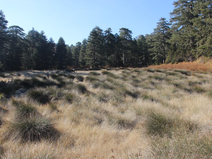 Juncus littoralis