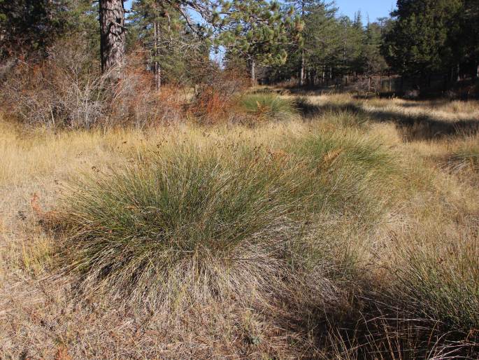 Juncus littoralis