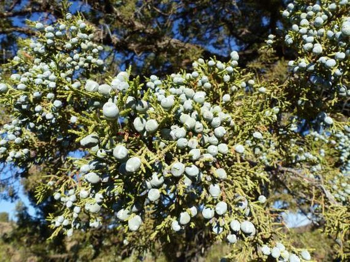 Juniperus occidentalis