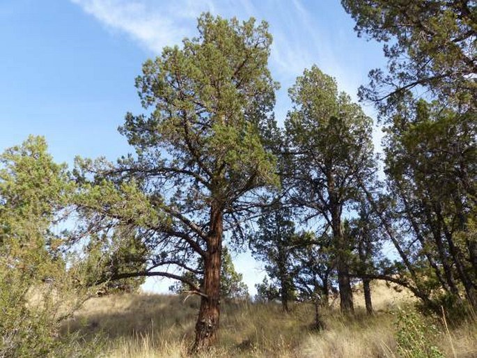 Juniperus occidentalis