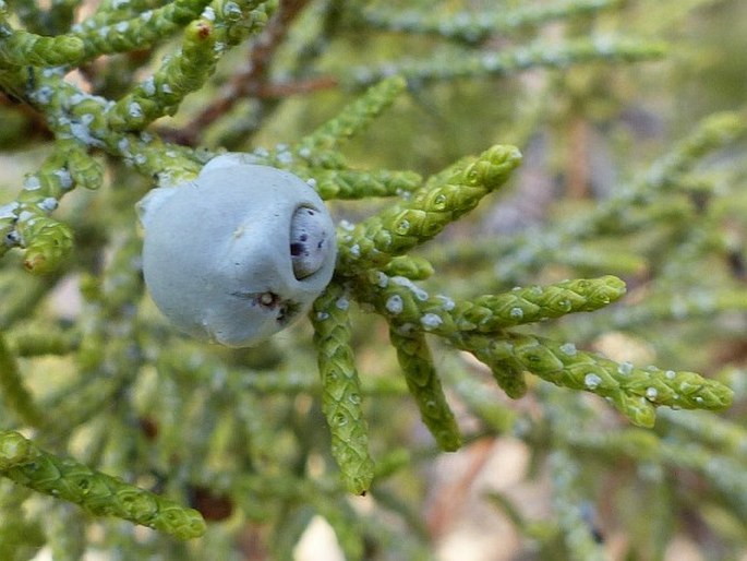 Juniperus occidentalis