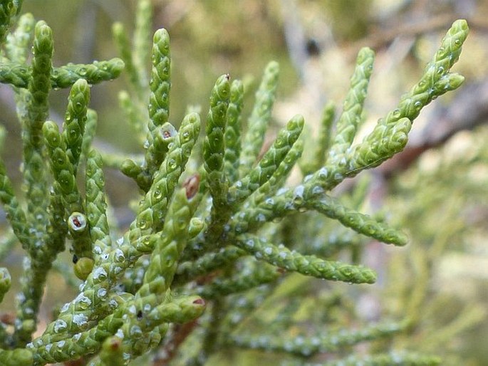 Juniperus occidentalis