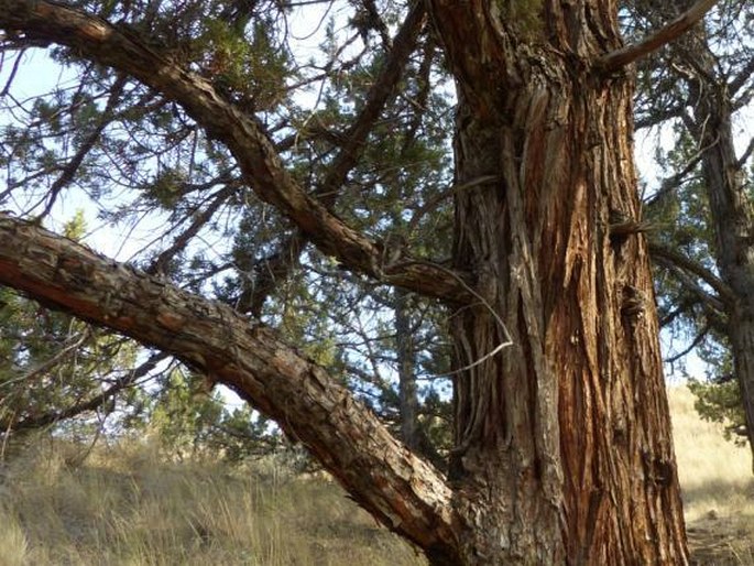 Juniperus occidentalis