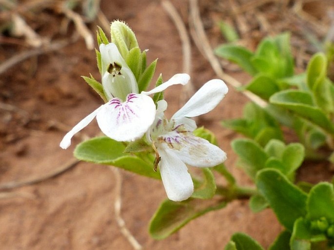 JUSTICIA ANAGALLOIDES (Nees) T. Anderson – právenka