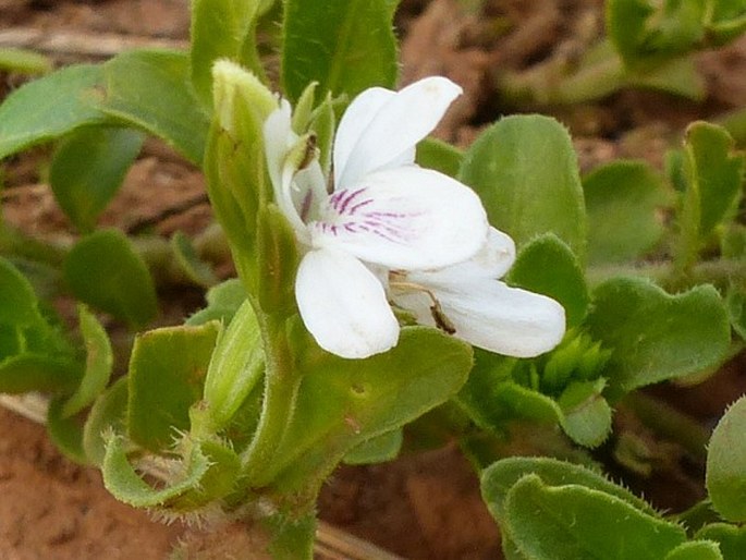 Justicia anagalloides