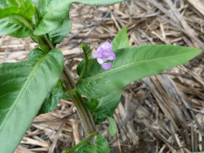 JUSTICIA COMATA (L.) Lam. – právenka