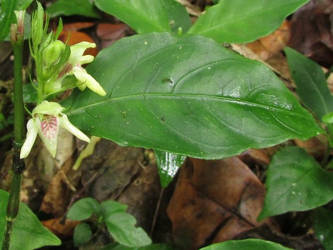 JUSTICIA COSTARICANA Leonard – právenka