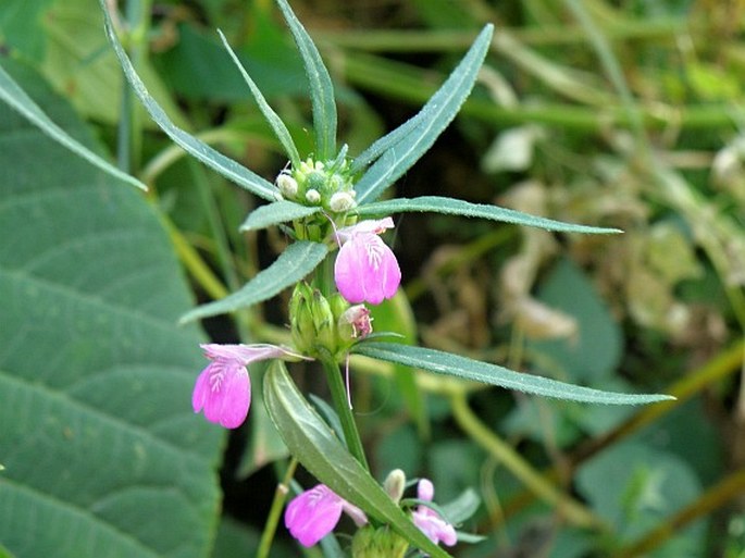 JUSTICIA LADANOIDES Lam. – právenka