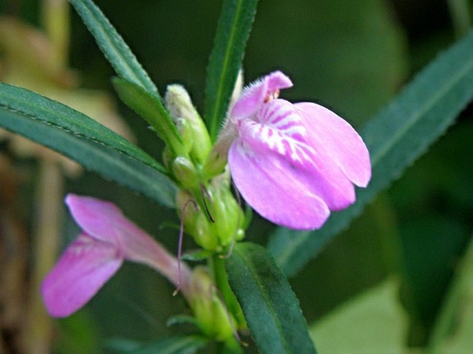 Justicia ladanoides