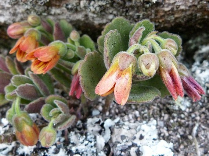 Kalanchoe bergeri